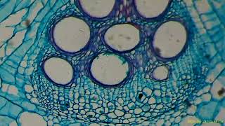 Cucurbita stem under microscope - Inskam 315