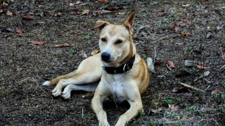 who let the dogs out| Cute dogy latest status updates