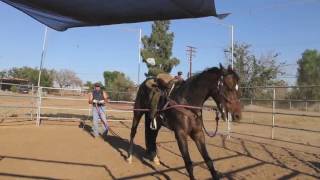 Working with a dangerous rearing up horse - Marley Day#2