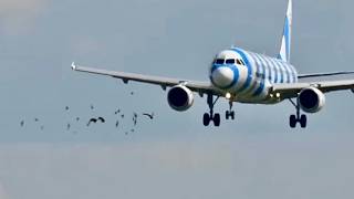Plane Suffers Birdstrike Into Both Engines
