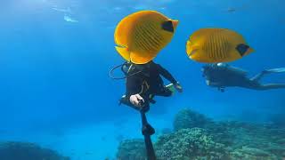 Bluecheek butterflyfish, Mavi yanaklı kelebek balığı