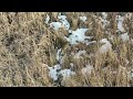 whitetails in the marsh finding deer with the mavic 3t