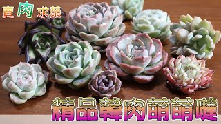 【賣肉求榮】Vol.21 多肉開箱‧精品韓肉美美哒！๓薇閣๓succulent多肉花園0219