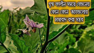 জেনে নিন গৃষ্ম কালীন সময়ে বেগুনের কোন কোন  জাতগুলোর চাষাবাদ করা সম্ভব( জুন, জুলাই, আগস্ট- মাসে)