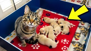 Cat Steals All Neighbor's Puppies—Owner is Shocked When He Learns Why!