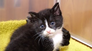 離乳食だけじゃ足りない子猫にミルクを飲ませる【赤ちゃん猫　保護猫】