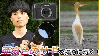 [ 野鳥撮影 ] 亜麻色のサギを撮りに田んぼへ！そして勘違いも。。。