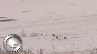 Alberta Mule Deer Hunt with the Gunwerks 7LRM