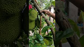 എന്റെ സ്വന്തം ഗുണ്ടൻ പ്ലാവ് 🥰🥰#trending #shorts #shortvideo #virelshorts #informative #jackfruit