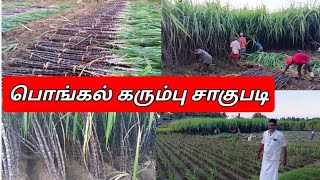 பொங்கல் கரும்பு சாகுபடி | Sugarcane Cultivation | Pongal Karumbu | Karumbu Sagupadi | Tamil