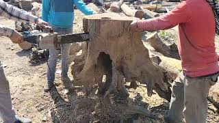 big sheesham root cutting