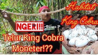 Ular King Cobra tidak terkendali!! Menemukan lagi sarang dan telur ular Monster!!