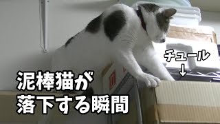 頭から真っ逆さまに落下する猫