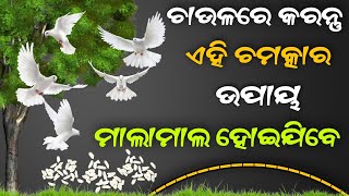 ଚାଉଳର ଏହି ଚମତ୍କାରୀ ଉପାୟ କରନ୍ତୁ ଓ ମାଲାମାଲ ହୋଇଯାଆନ୍ତୁ | Odia Bayagita Tips | Sadhubani |