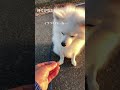 豆柴のポメラニアン🐶待てが長すぎる主に怒りを💢あらわにする動画