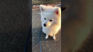 豆柴のポメラニアン🐶待てが長すぎる主に怒りを💢あらわにする動画