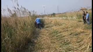 Reed cutter,bulrush harvesting machine