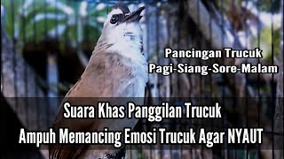 Suara Panggilan Trucukan  Bikin Trucuk Gacor Pagi - Siang - Sore - Malam