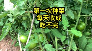 第一次種菜，收成就多到吃不完！