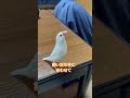 〖日常〗飼い主の手に合わせて 文鳥 白文鳥 buncho javafinch javasparrow 文鳥動画 文鳥生活 手乗り文鳥 ペット動画 shorts 放鳥