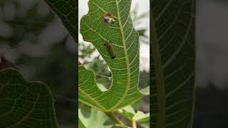 イチジクの葉っぱの裏にいた小さな可愛いバナナ虫に霧吹きを連射するとこうなります