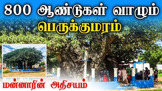 800 ஆண்டுகள் வாழும் பெருக்கு மரம் - மன்னாரின்  அதிசயம்