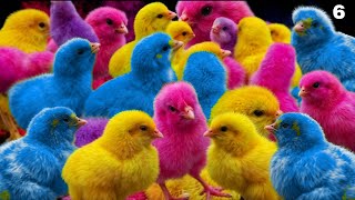 World Cute Chickens, Colorful Chickens, Rainbows Chickens, Cute Ducks, Cat, Rabbits,Cute Animals🐤🐣🦆🐟