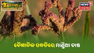 Annadata I ବୈଜ୍ଞାନିକ ପଦ୍ଧତିରେ ମାଣ୍ଡିଆ ଚାଷ (Finger Millet Farming)