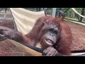 animal outtakes the center for great apes orangutans and chimpanzees