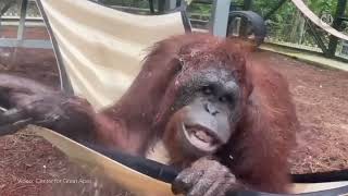 Animal Outtakes - The Center for Great Apes - Orangutans and Chimpanzees