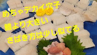 朝一の仕込み　伝助穴子をさばく