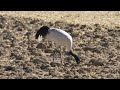 up close view of the rare wildlife black necked crane on the roof of the world tibet.