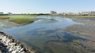 谷津干潟 （千葉県習志野市）2016年5月13日