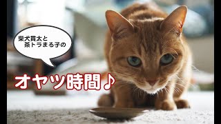 柴犬貫太と茶トラまる子のおやつ時間♪