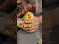 【面白いインコ動画】甘えん坊オカメインコのとろけるような生活 short