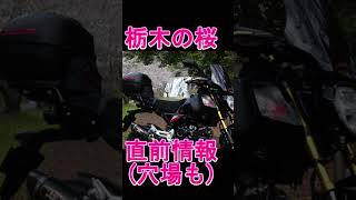 北関東桜ツー事前情報＆穴場紹介#GROM#グロム