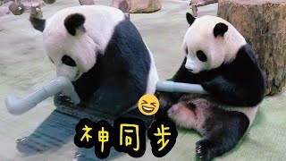 圓寶跟著媽媽玩水管，動作一模一樣同步超神奇|熊貓貓熊The Giant Panda Yuan Yuan and Yuan Bao|台北市立動物園