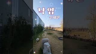 낙엽 손태진 동굴저음 넘 좋아요  원곡 트윈폴리오 낙엽 #보이스트롯#최강저음#미스터트롯2