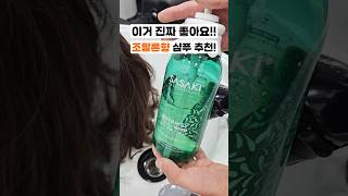 조말론향나는 약산성 샴푸 추천!! #손상모 #비듬#탈모 한번에 해결🧴