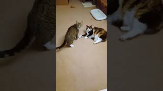 Cat Fight Interrupted - Cats Caught About to Fight