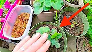 Planting An Easy PolyCulture In A Pot | Food Forest Beginnings -Easy Plants | Save on Space \u0026 Soil!!