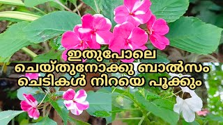 ബാൽസം ചെടി നടേണ്ട  ശരിയായ വിധം balsam plant Malayalam how to care balsam plant best flowering plant