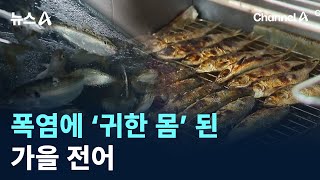 폭염에 ‘귀한 몸’ 된 가을 전어 / 채널A / 뉴스A