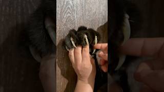 Оn The Claws Off The Claws
