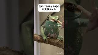 目がバキバキの蛙のお食事タイム🐸