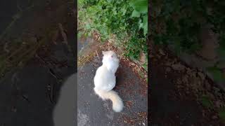 白雪姫の猫 furry white snowy cute cat #shorts