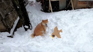 2022年12月22日(木)野鳥をシトめました