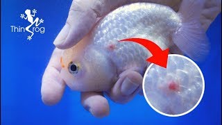 Ulcer Disease Treatment For Goldfish
