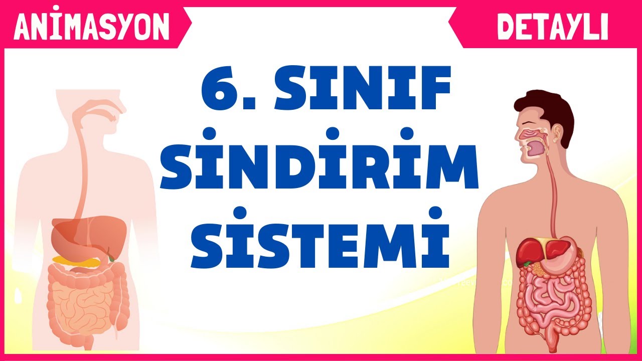 Sindirim Sistemi 6. Sınıf Fen Bilimleri 2. Ünite - YouTube