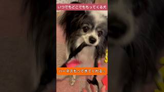 【お手伝いパピヨン】いつでもどこでも何でも持ってきてくれる愛犬がかわいすぎた💕#パピヨン　#ぱぴよん　#持ってきて　#犬と遊ぶ #shorts